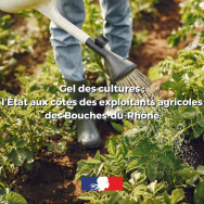 Gel des cultures : l'Etat aux côtés des exploitants agricoles des Bouches-du-Rhône
